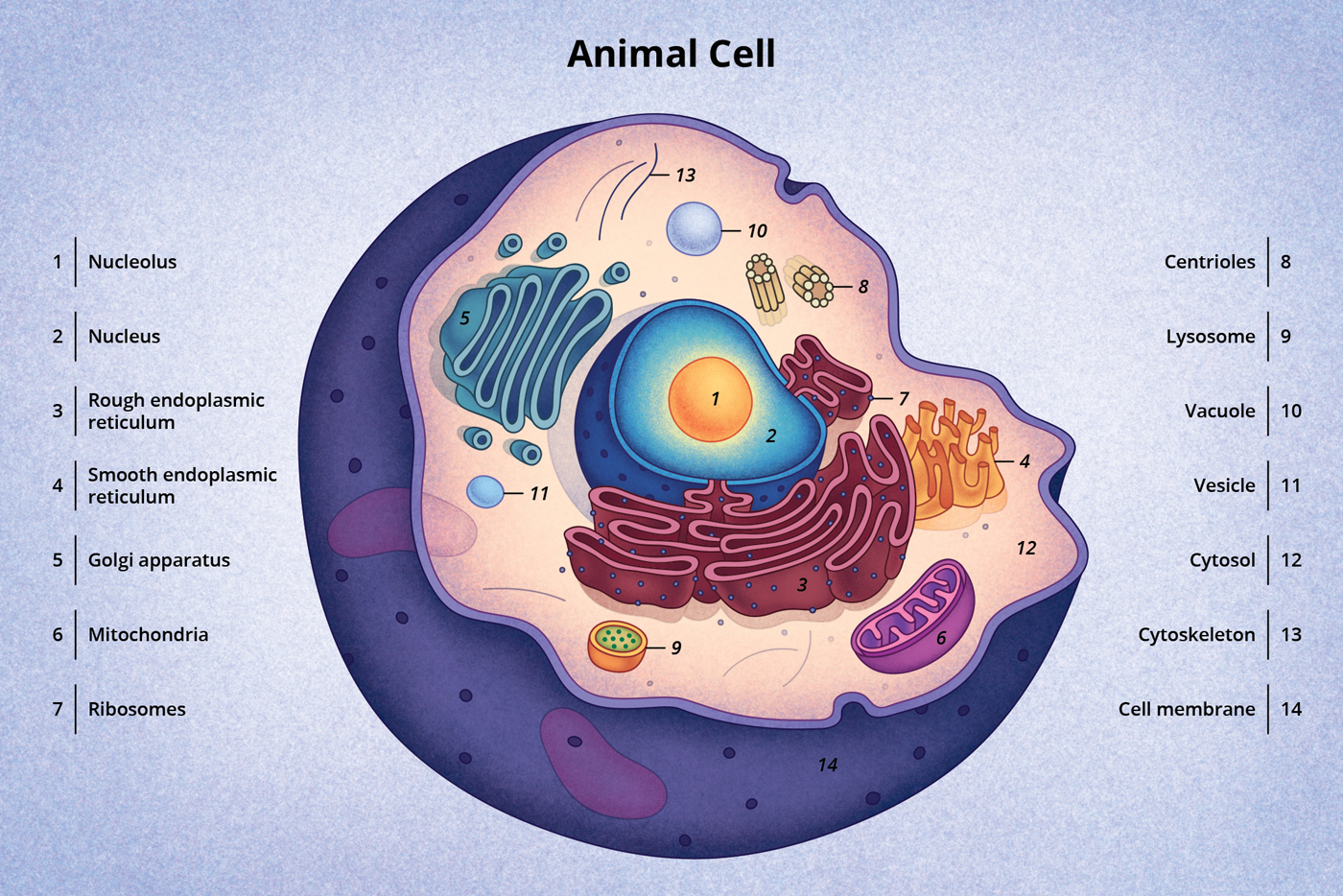 An animal cell.