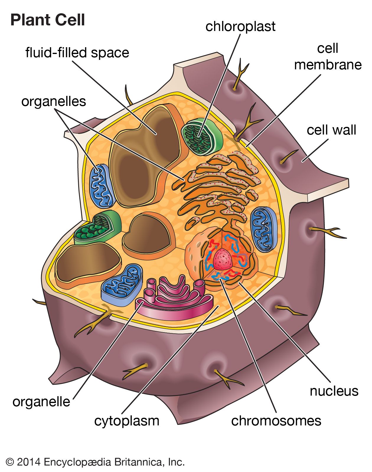 A plant cell.